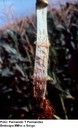 Podridão do colmo por Fusarium (Fusarium spp)