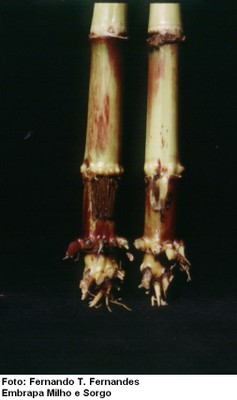 Podridão do colmo por Sclerotium (Sclerotium rolfisii)