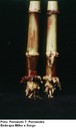 Podridão do colmo por Sclerotium (Sclerotium rolfisii)