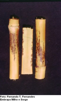 Podridão do colmo por Physoderma (Physoderma maydis)