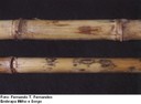 Antracnose do colmo (Colletotrichum graminicola)