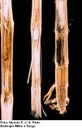 Podridão do colmo por Gibberella (Gibberella zeae)
