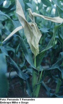 Podridão do cartucho – (Erwinia chrysanthemi)