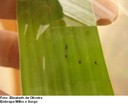 Pulgão (Rhopalosiphum maidis) inseto-vetor dos vírus do Mosaico comum 