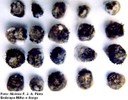 Stenocarpella em sementes (Stenocarpella spp)