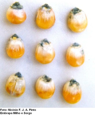 Penicillium em sementes (Penicillium spp)