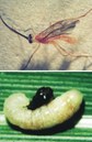 Adulto e larva do parasitóide de lagartas. Foto: Ivan Cruz - Embrapa Milho e Sorgo